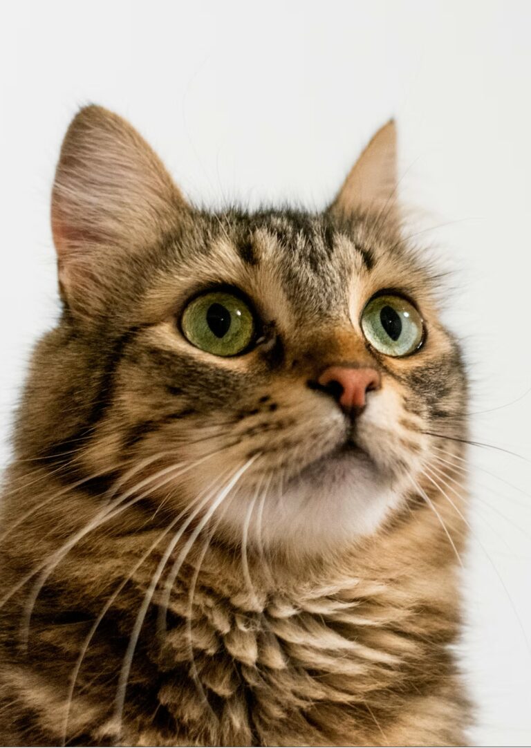 Język ciała kota — co mówi Ci Twój mruczek?