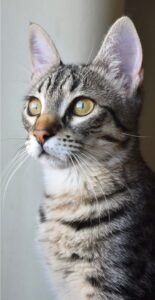 Dieta BARF — Rewolucja w misce Twojego pupila