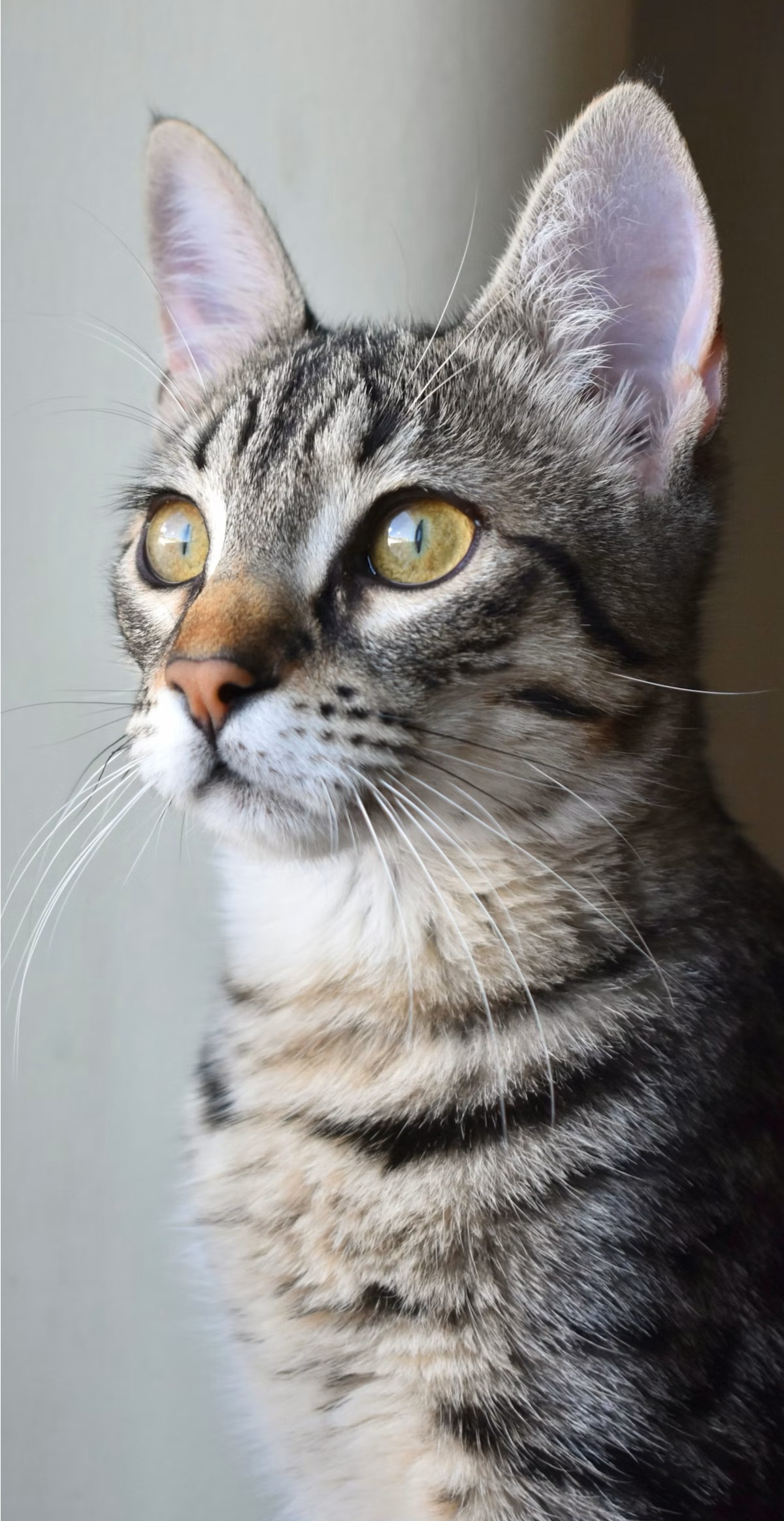 Dieta BARF — Rewolucja w misce Twojego pupila