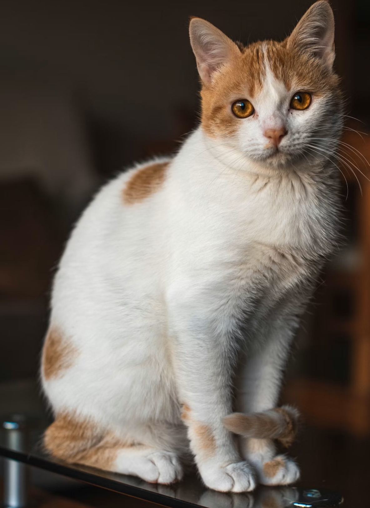 Stosunek Ca:P — dlaczego jest tak ważny?